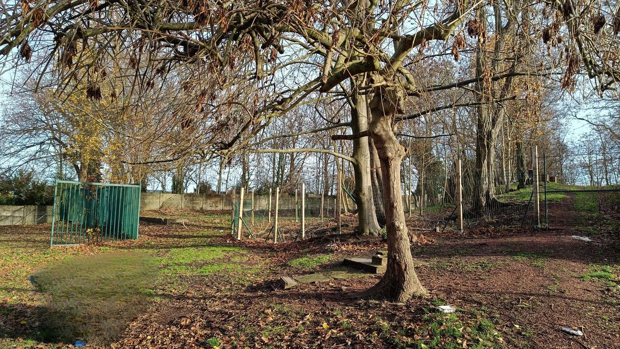 Le cadre arboré de l'école